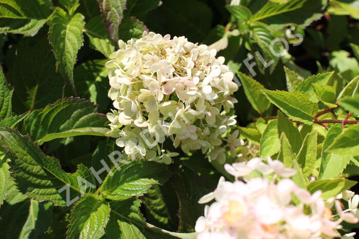 Hortenzie latnatá 'Bombshell' - Hydrangea paniculata 'Bombshell'