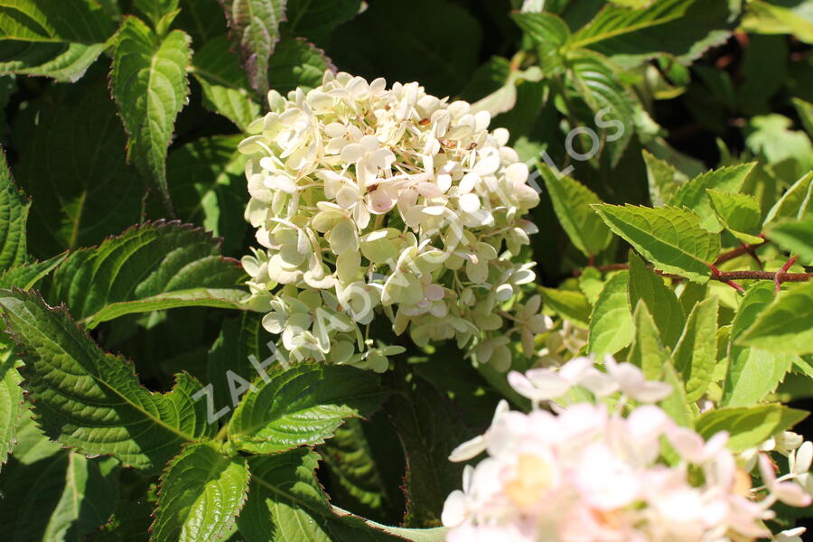 Hortenzie latnatá 'Bombshell' - Hydrangea paniculata 'Bombshell'