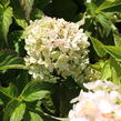 Hortenzie latnatá 'Bombshell' - Hydrangea paniculata 'Bombshell'