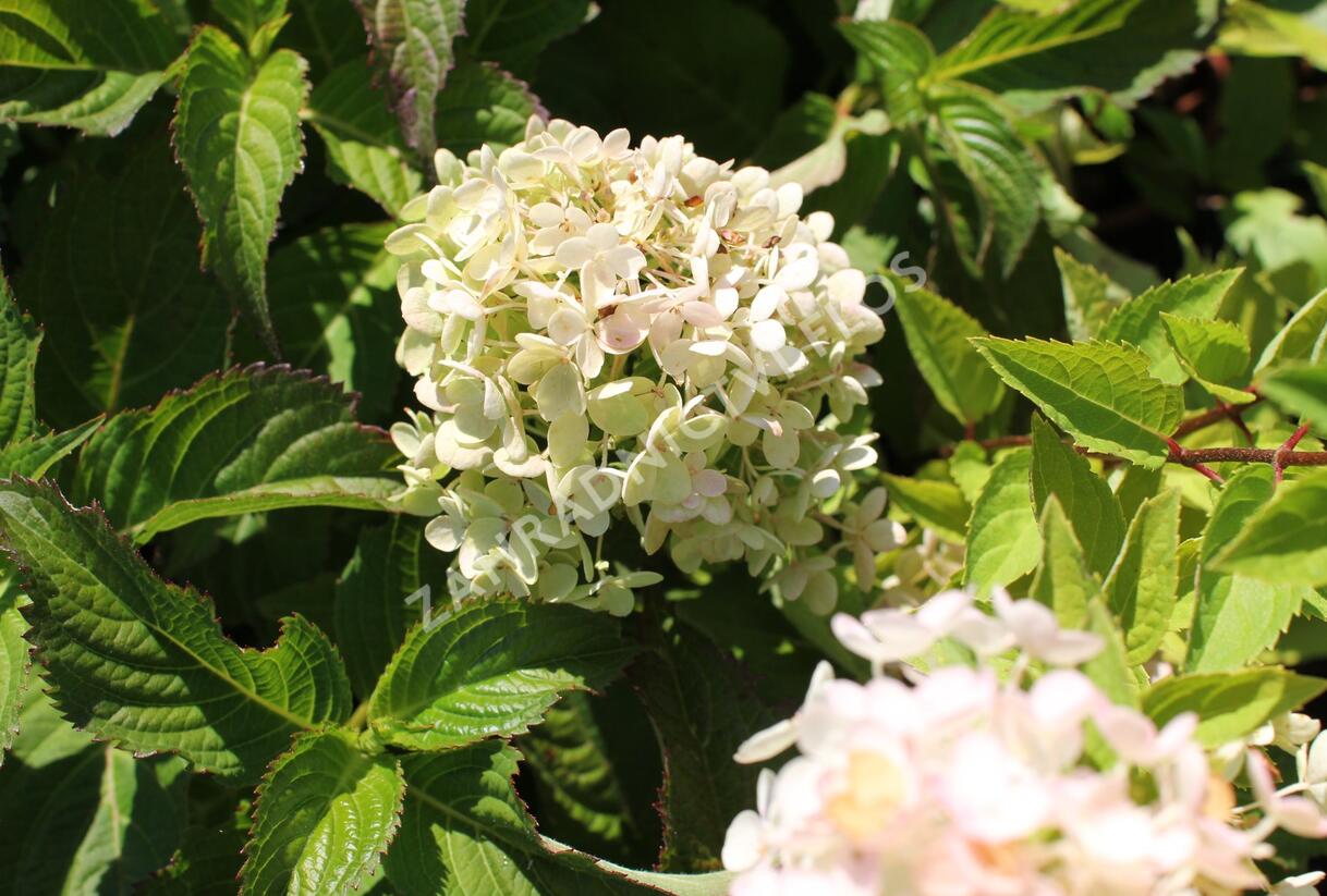 Hortenzie latnatá 'Bombshell' - Hydrangea paniculata 'Bombshell'