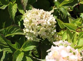Hortenzie latnatá 'Bombshell' - Hydrangea paniculata 'Bombshell'