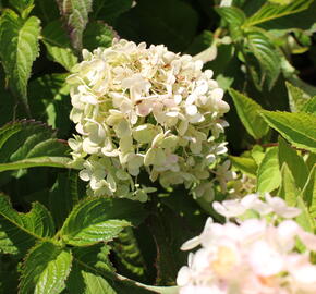 Hortenzie latnatá 'Bombshell' - Hydrangea paniculata 'Bombshell'