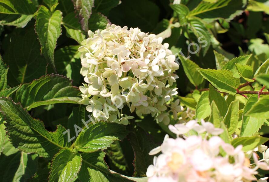 Hortenzie latnatá 'Bombshell' - Hydrangea paniculata 'Bombshell'