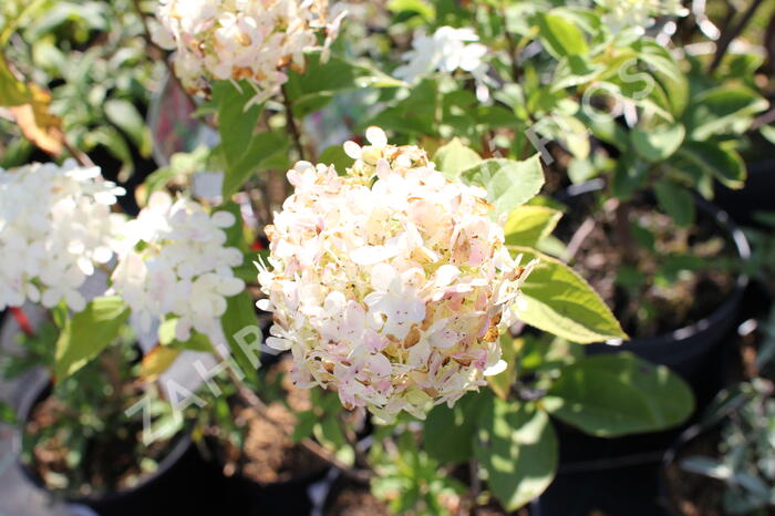 Hortenzie latnatá 'Limelight' - Hydrangea paniculata 'Limelight'