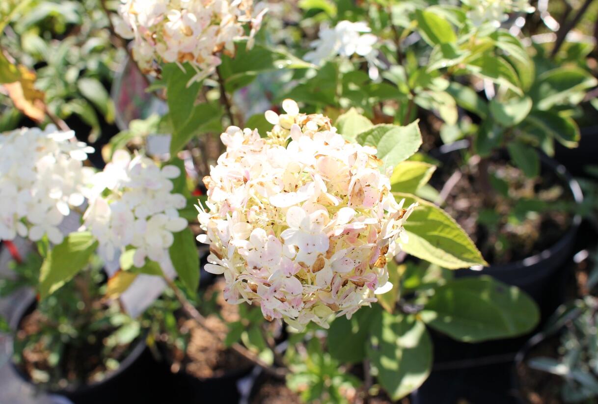 Hortenzie latnatá 'Limelight' - Hydrangea paniculata 'Limelight'