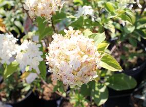 Hortenzie latnatá 'Limelight' - Hydrangea paniculata 'Limelight'