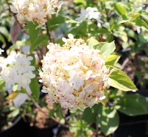 Hortenzie latnatá 'Limelight' - Hydrangea paniculata 'Limelight'