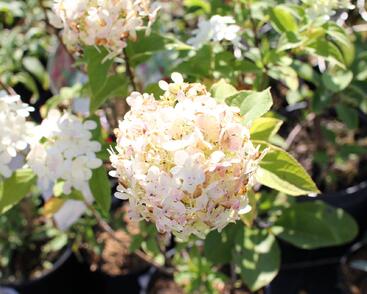 Hortenzie latnatá 'Limelight'