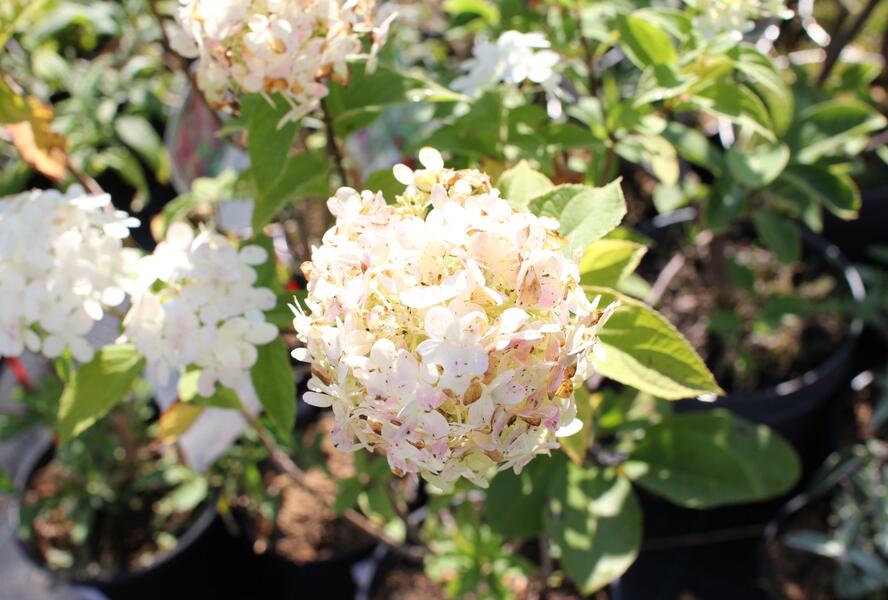 Hortenzie latnatá 'Limelight' - Hydrangea paniculata 'Limelight'