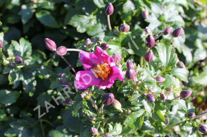 Sasanka 'Fantasy Red Riding Hood' - Anemone hupehensis 'Fantasy Red Riding Hood'