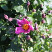 Sasanka 'Fantasy Red Riding Hood' - Anemone hupehensis 'Fantasy Red Riding Hood'