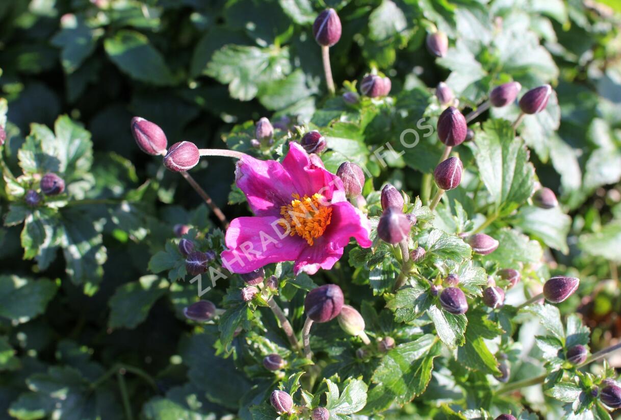 Sasanka hupejská 'Fantasy Red Riding Hood' - Anemone hupehensis 'Fantasy Red Riding Hood'