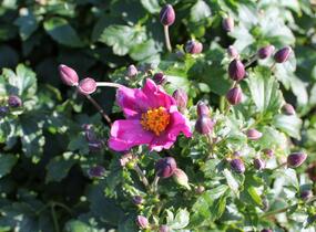 Sasanka hupejská 'Fantasy Red Riding Hood' - Anemone hupehensis 'Fantasy Red Riding Hood'