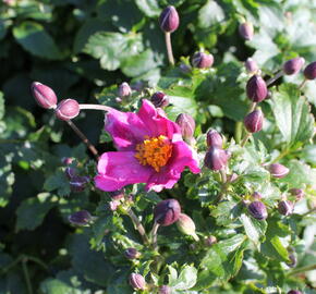 Sasanka 'Fantasy Red Riding Hood' - Anemone hupehensis 'Fantasy Red Riding Hood'