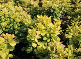 Dřišťál Thunbergův 'Green Carpet' - Berberis thunbergii 'Green Carpet'