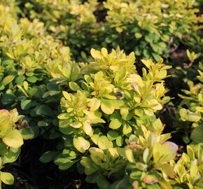 Dřišťál Thunbergův 'Green Carpet' - Berberis thunbergii 'Green Carpet'