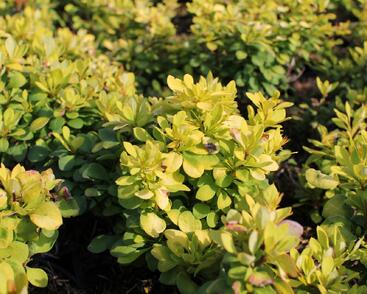 Dřišťál Thunbergův 'Green Carpet'