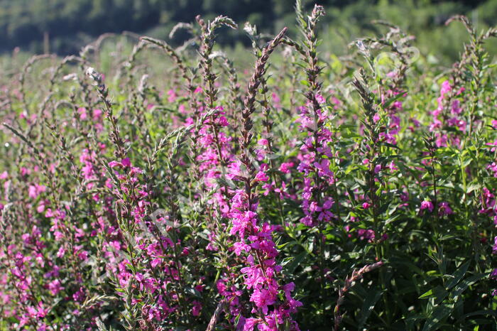 Kyprej prutnatý 'Rose Queen' - Lythrum virgatum 'Rose Queen'