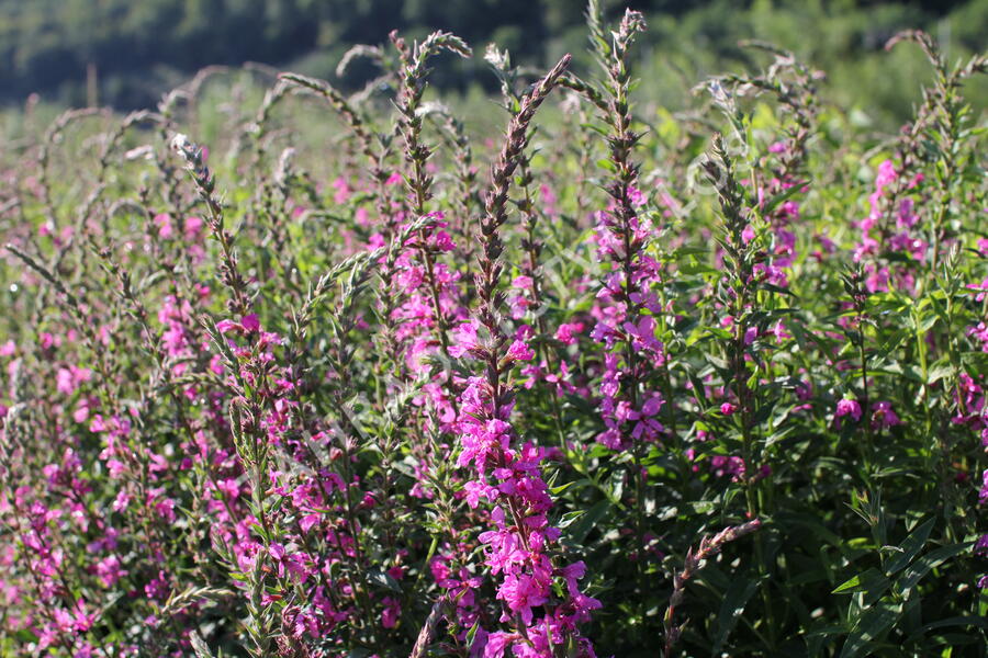 Kyprej prutnatý 'Rose Queen' - Lythrum virgatum 'Rose Queen'