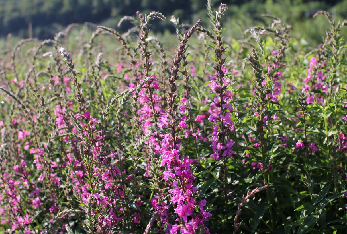 Kyprej prutnatý 'Rose Queen' - Lythrum virgatum 'Rose Queen'