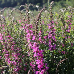 Kyprej prutnatý 'Rose Queen' - Lythrum virgatum 'Rose Queen'