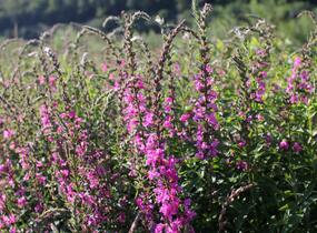Kyprej prutnatý 'Rose Queen' - Lythrum virgatum 'Rose Queen'