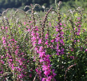 Kyprej prutnatý 'Rose Queen' - Lythrum virgatum 'Rose Queen'