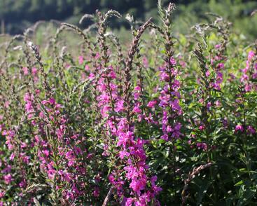 Kyprej prutnatý 'Rose Queen'