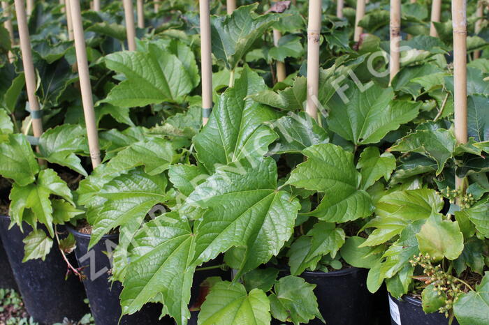Přísavník trojcípý - Parthenocissus tricuspidata