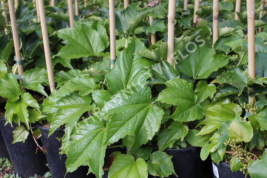 Přísavník trojcípý - Parthenocissus tricuspidata