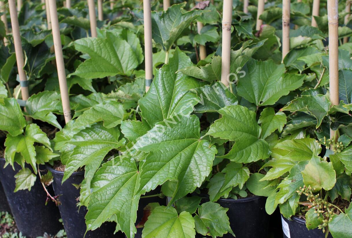 Přísavník trojcípý - Parthenocissus tricuspidata