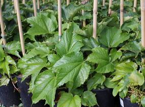 Přísavník trojcípý - Parthenocissus tricuspidata