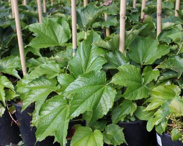 Přísavník trojcípý