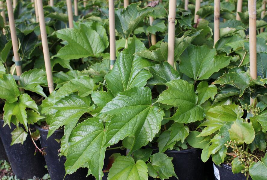 Přísavník trojcípý - Parthenocissus tricuspidata