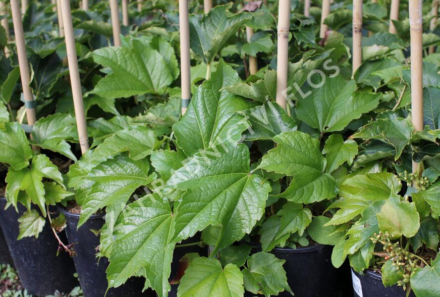 Přísavník trojcípý - Parthenocissus tricuspidata