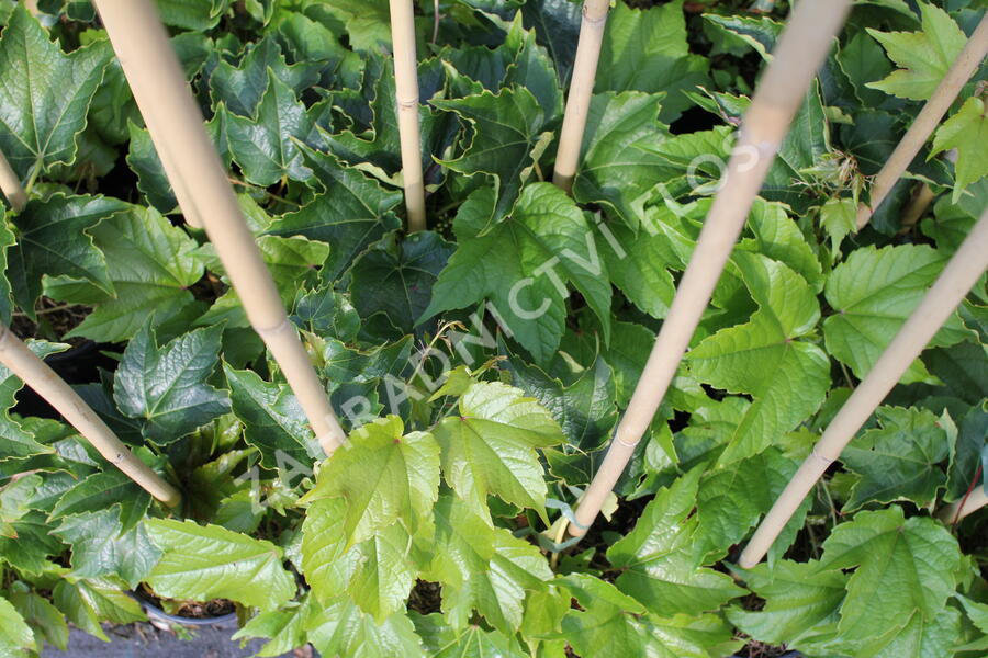 Přísavník trojcípý - Parthenocissus tricuspidata