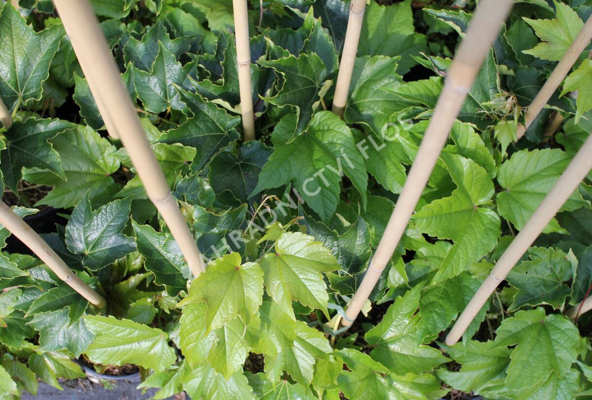 Přísavník trojcípý - Parthenocissus tricuspidata