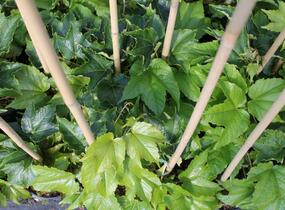 Přísavník trojcípý - Parthenocissus tricuspidata