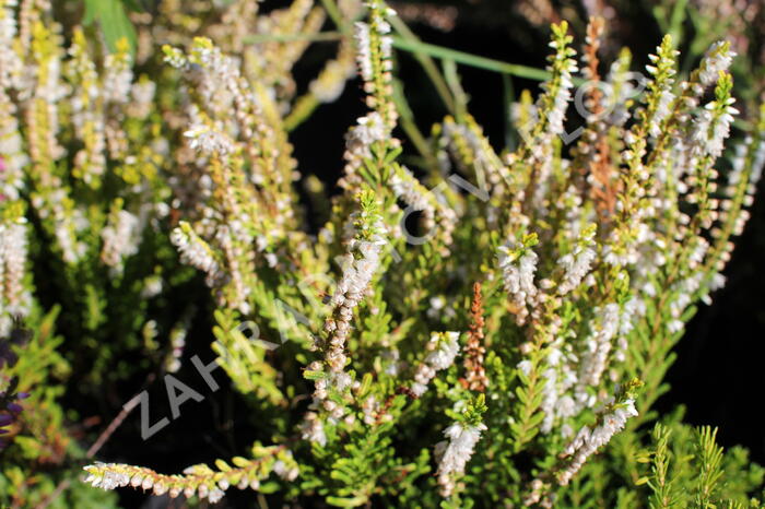 Vřes obecný 'Dart's Parrot' - Calluna vulgaris 'Dart's Parrot'