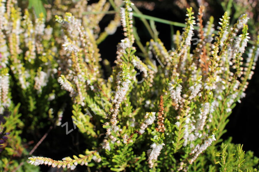 Vřes obecný 'Dart's Parrot' - Calluna vulgaris 'Dart's Parrot'