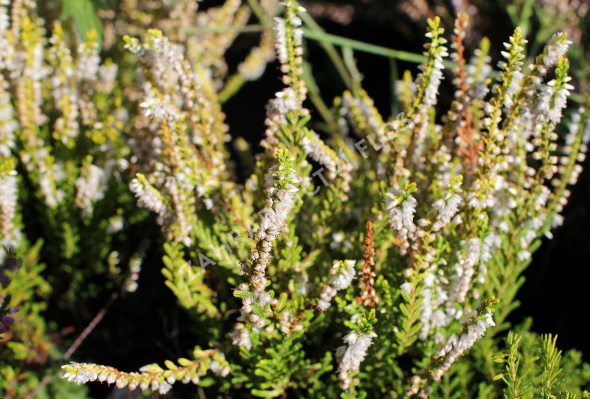 Vřes obecný 'Dart's Parrot' - Calluna vulgaris 'Dart's Parrot'