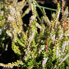 Vřes obecný 'Dart's Parrot' - Calluna vulgaris 'Dart's Parrot'
