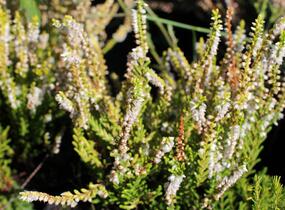 Vřes obecný 'Dart's Parrot' - Calluna vulgaris 'Dart's Parrot'