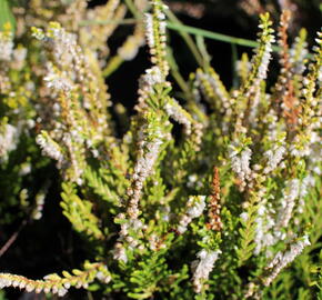 Vřes obecný 'Dart's Parrot' - Calluna vulgaris 'Dart's Parrot'