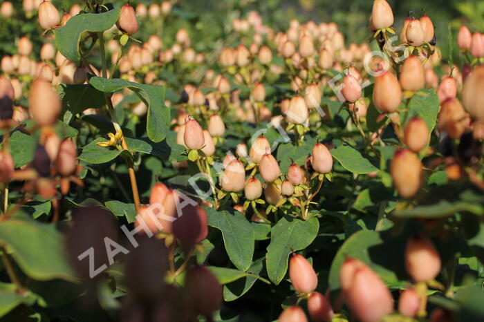 Třezalka nevonná 'Innocence' - Hypericum inodorum Magical 'Innocence'