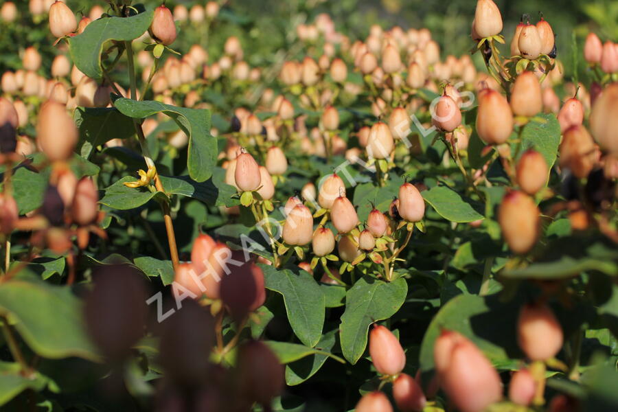 Třezalka nevonná 'Innocence' - Hypericum inodorum Magical 'Innocence'