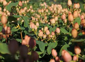 Třezalka nevonná 'Innocence' - Hypericum inodorum Magical 'Innocence'