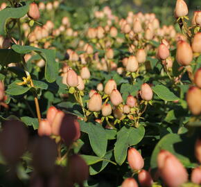 Třezalka nevonná 'Innocence' - Hypericum inodorum Magical 'Innocence'