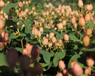 Třezalka nevonná 'Innocence'