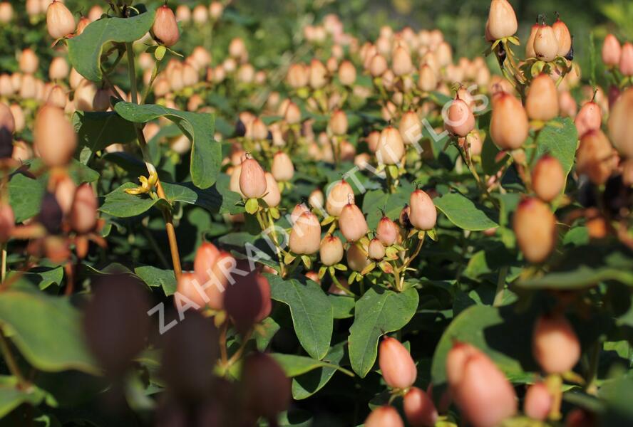 Třezalka nevonná 'Innocence' - Hypericum inodorum Magical 'Innocence'
